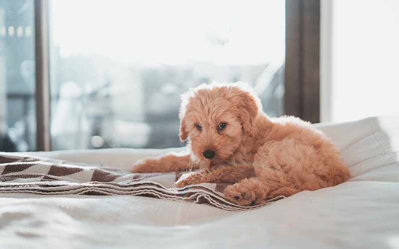 Family and pet-friendly B&Bs: Ideal for Relaxing Getaways