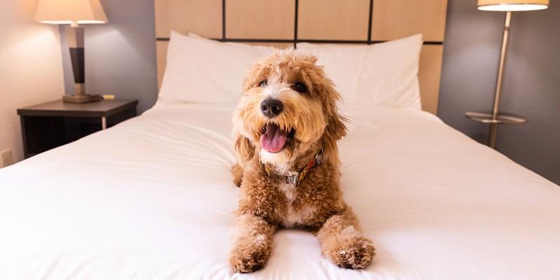 Pet-friendly Beach Accommodations: Romantic Getaways Await