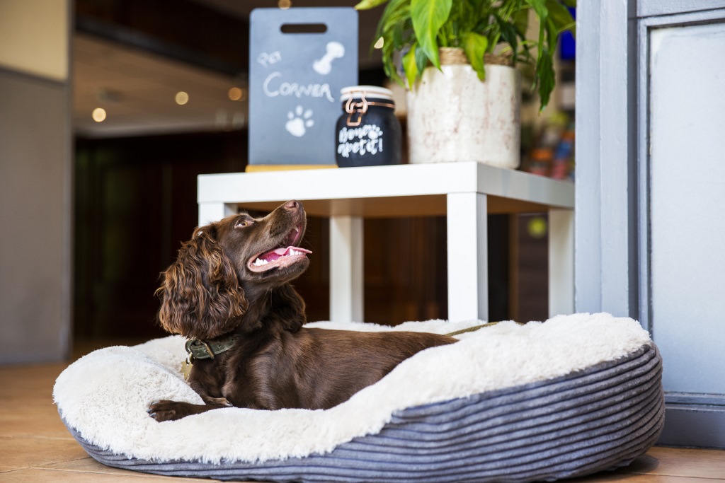 Pet-friendly B&B