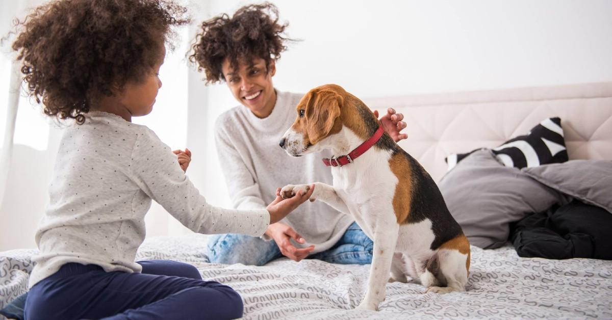 Pet-friendly resorts vs. B&Bs