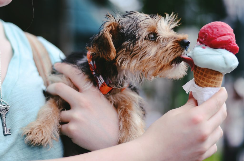 Pet-friendly vacation ideas