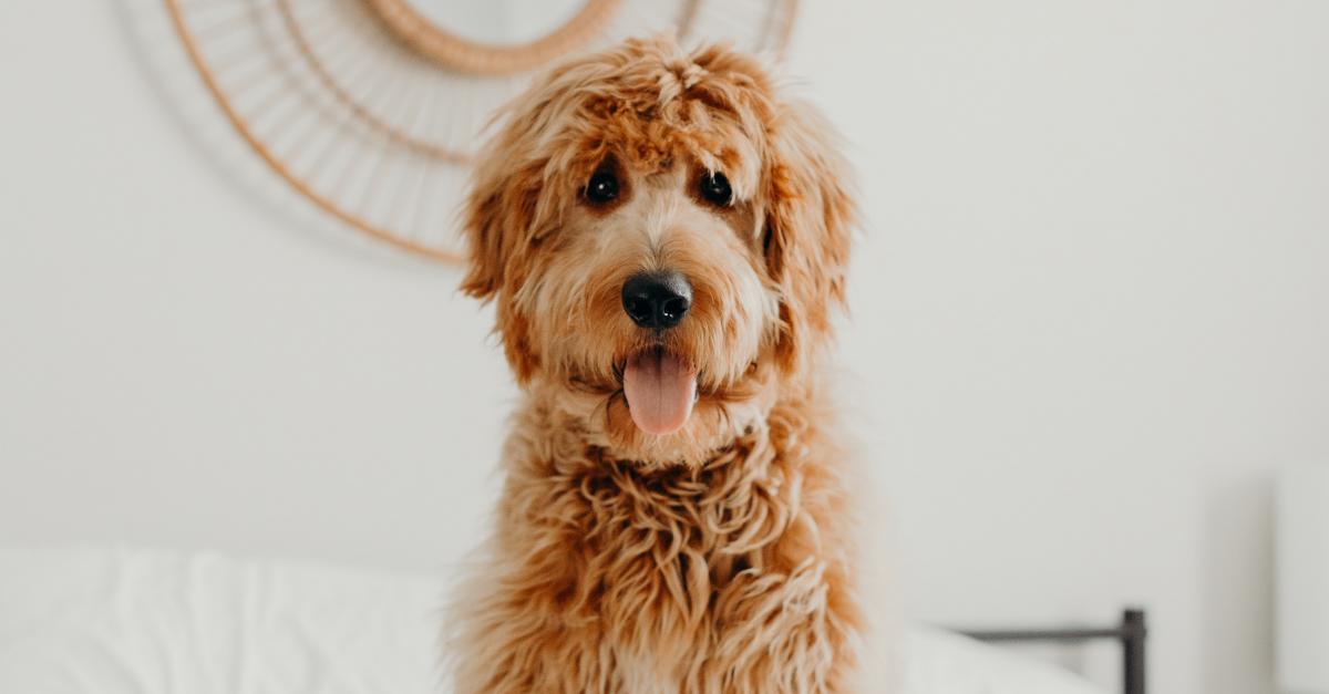 Pet-friendly B&Bs in winter