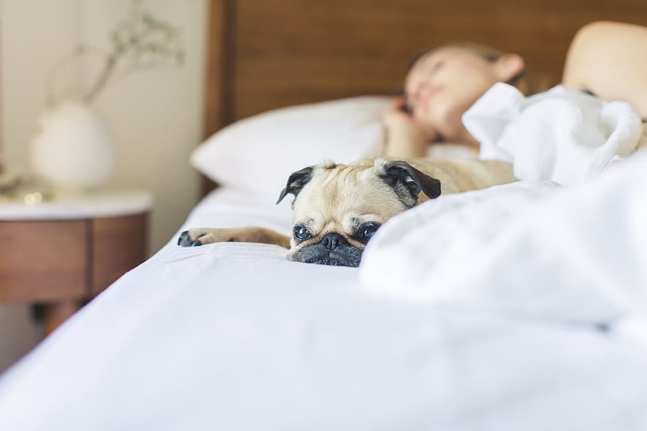 Top dog-friendly B&B chains for Romantic Travelers