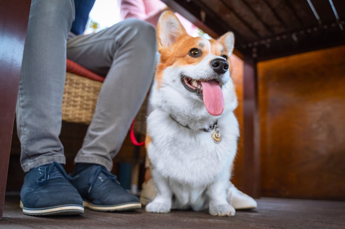 Pet-friendly accommodations