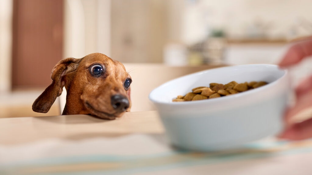 Pet Travel Essentials: A Romantic Traveler’s Guide