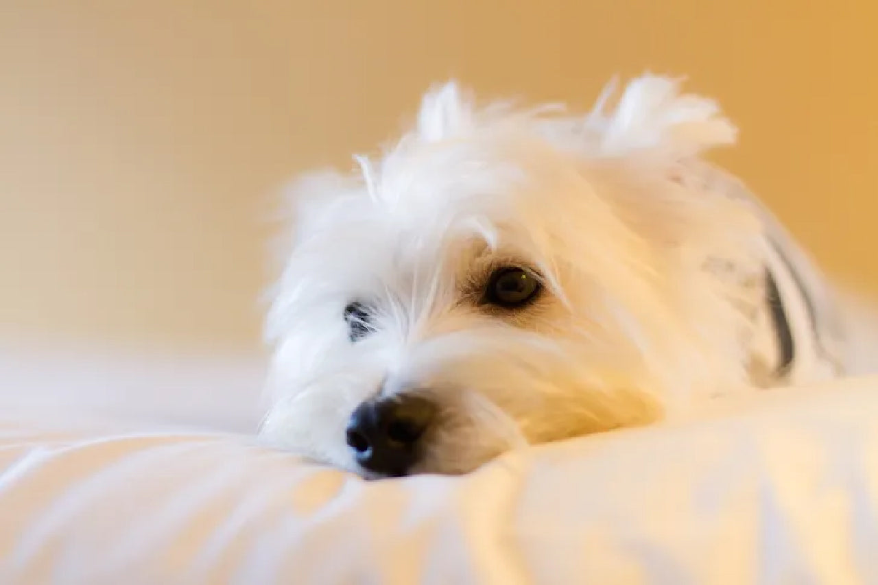 Top dog-friendly B&B chains