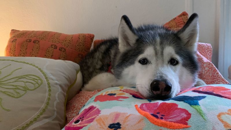 Dog-friendly activities near B&Bs