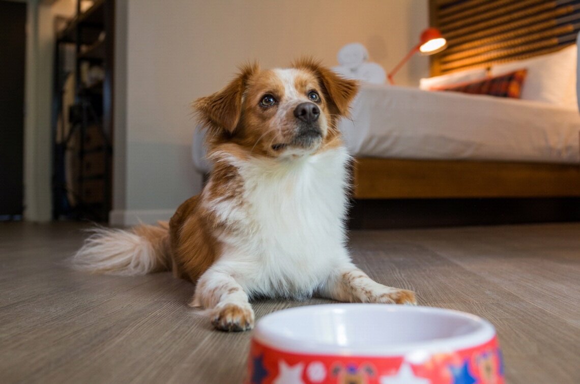 Pet-friendly vacation ideas