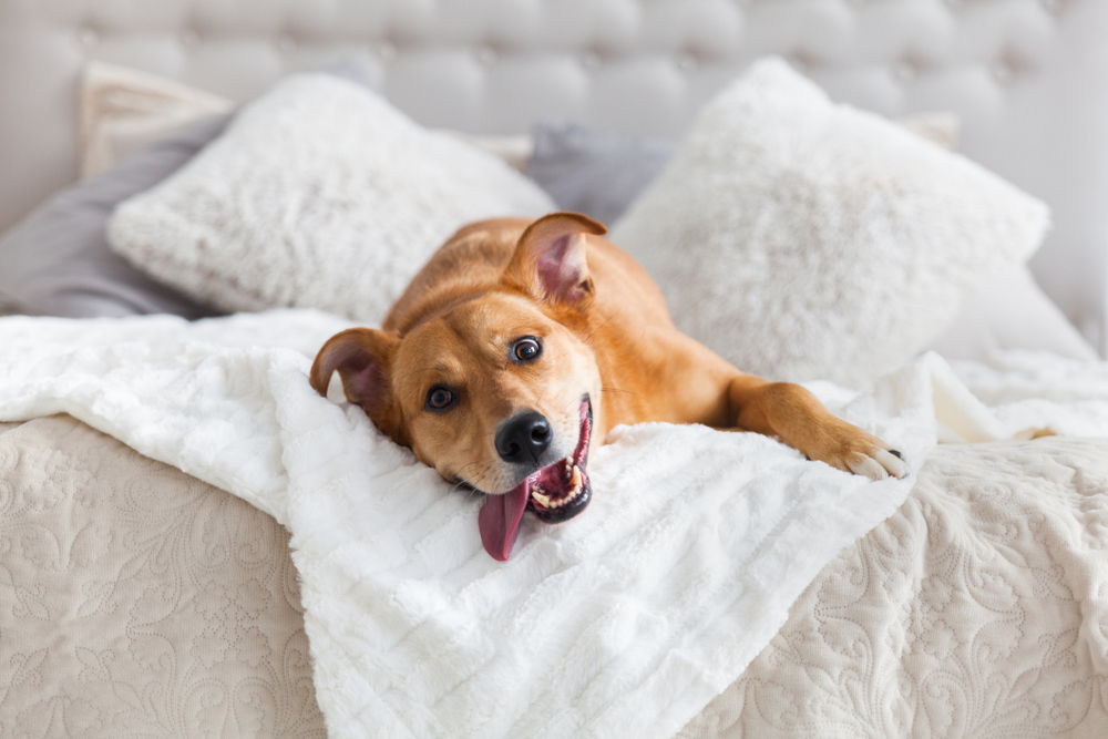 Dog-friendly bed and breakfast: Perfect Retreat for Pet Lovers