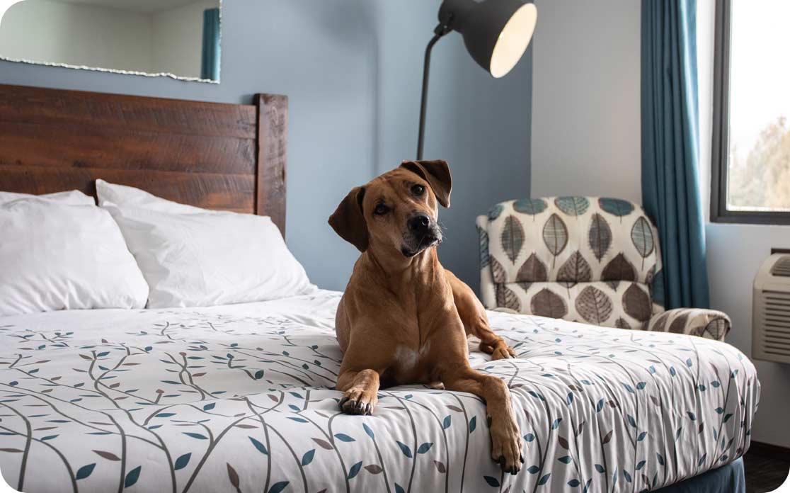Pet travel essentials