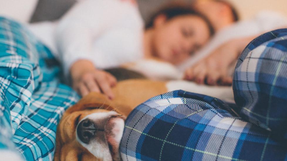 B&Bs that allow pets