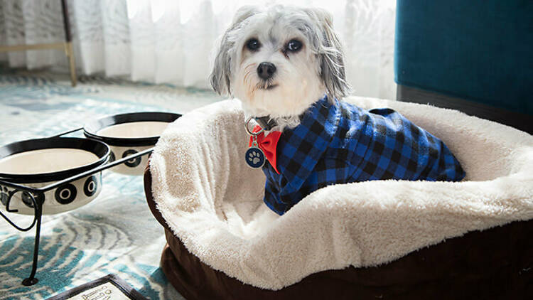 Pet-friendly B&B: The Ideal Escape for Romantic Travelers