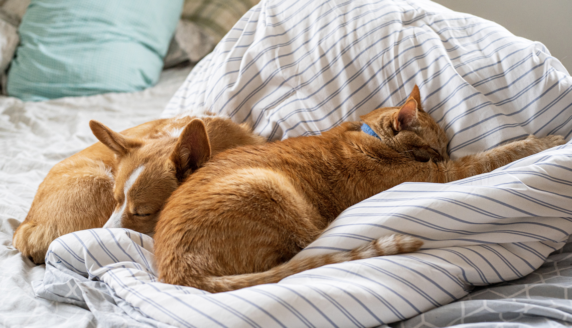 Dog-friendly bed and breakfast