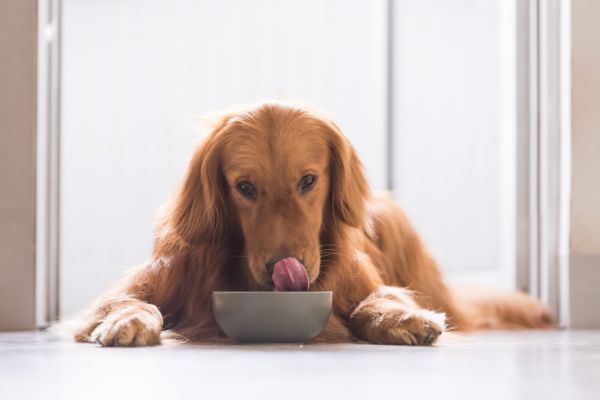 Pet-friendly accommodations